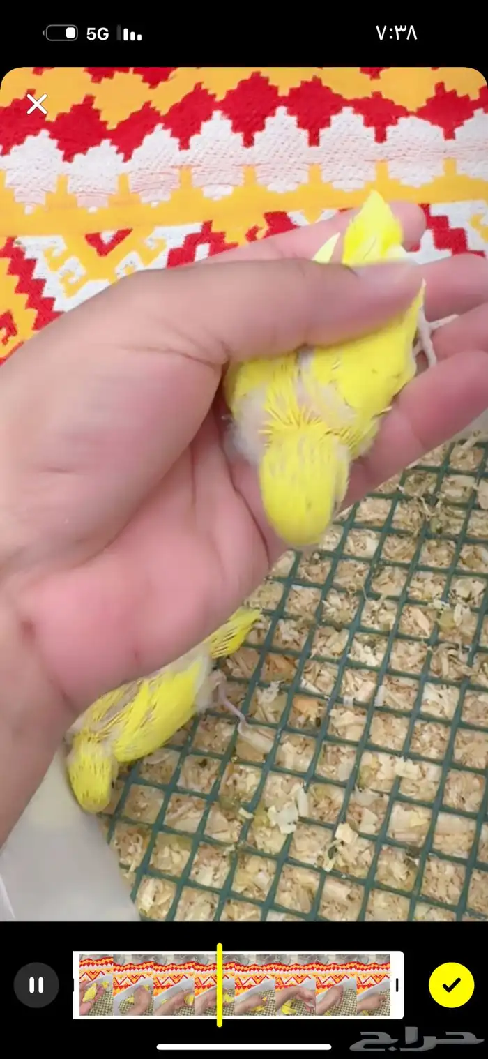 فروخ بادجي طيور حب 0