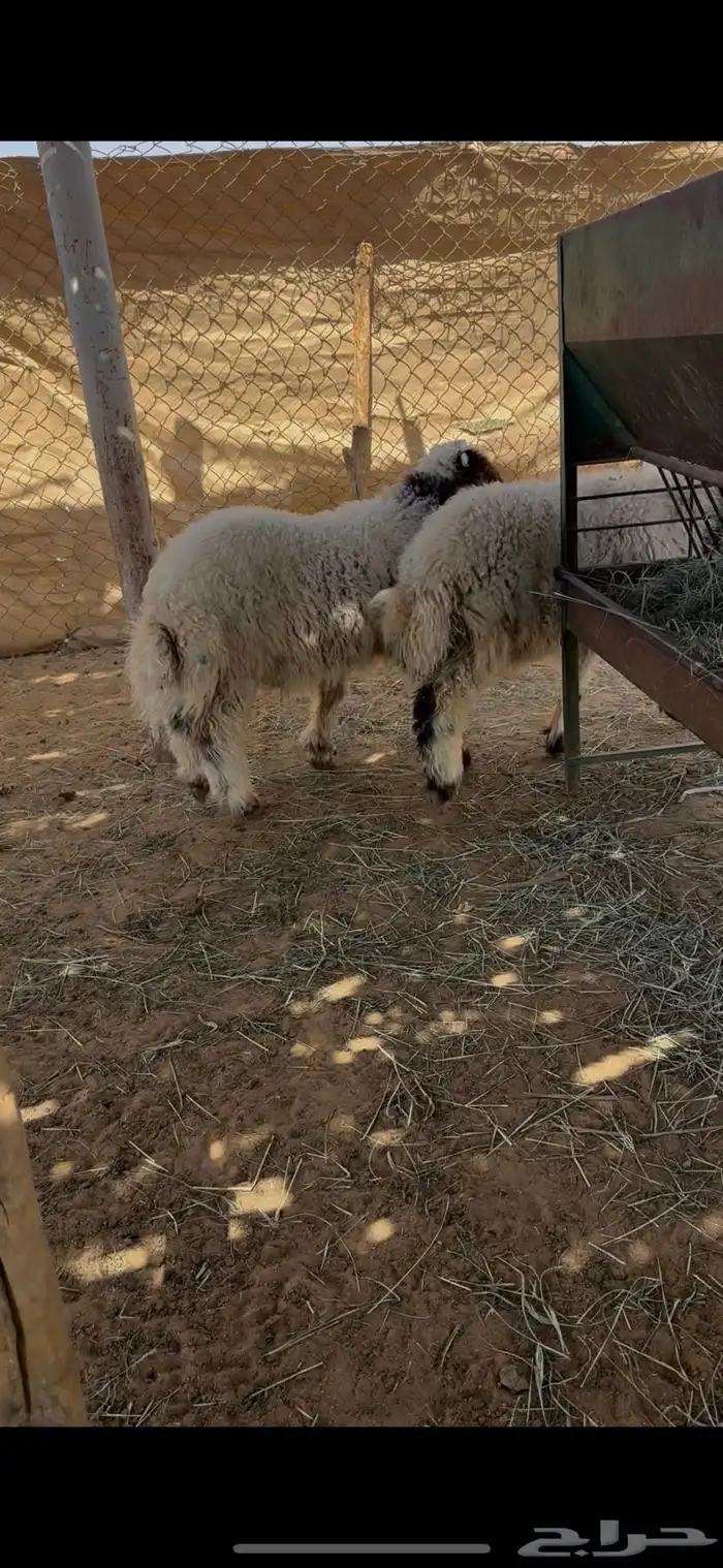 خرفان نعيم هرافا 2