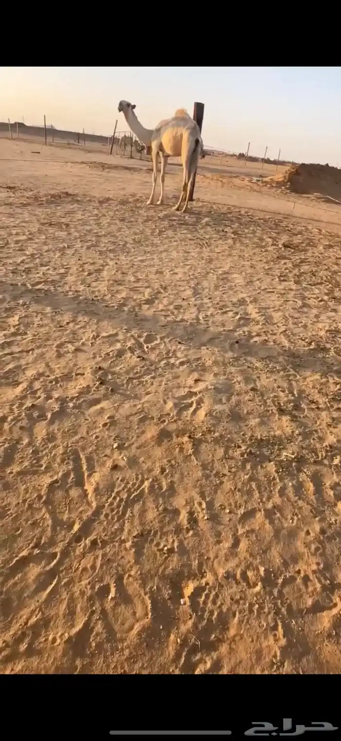 قعود شكل واصل 1