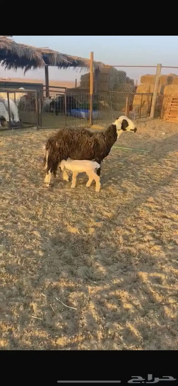 نجديه والد 1