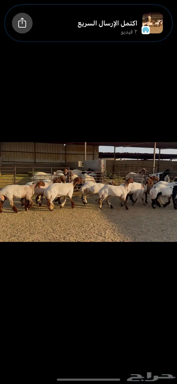 للبيع جذعات فاخره العدد 10 0