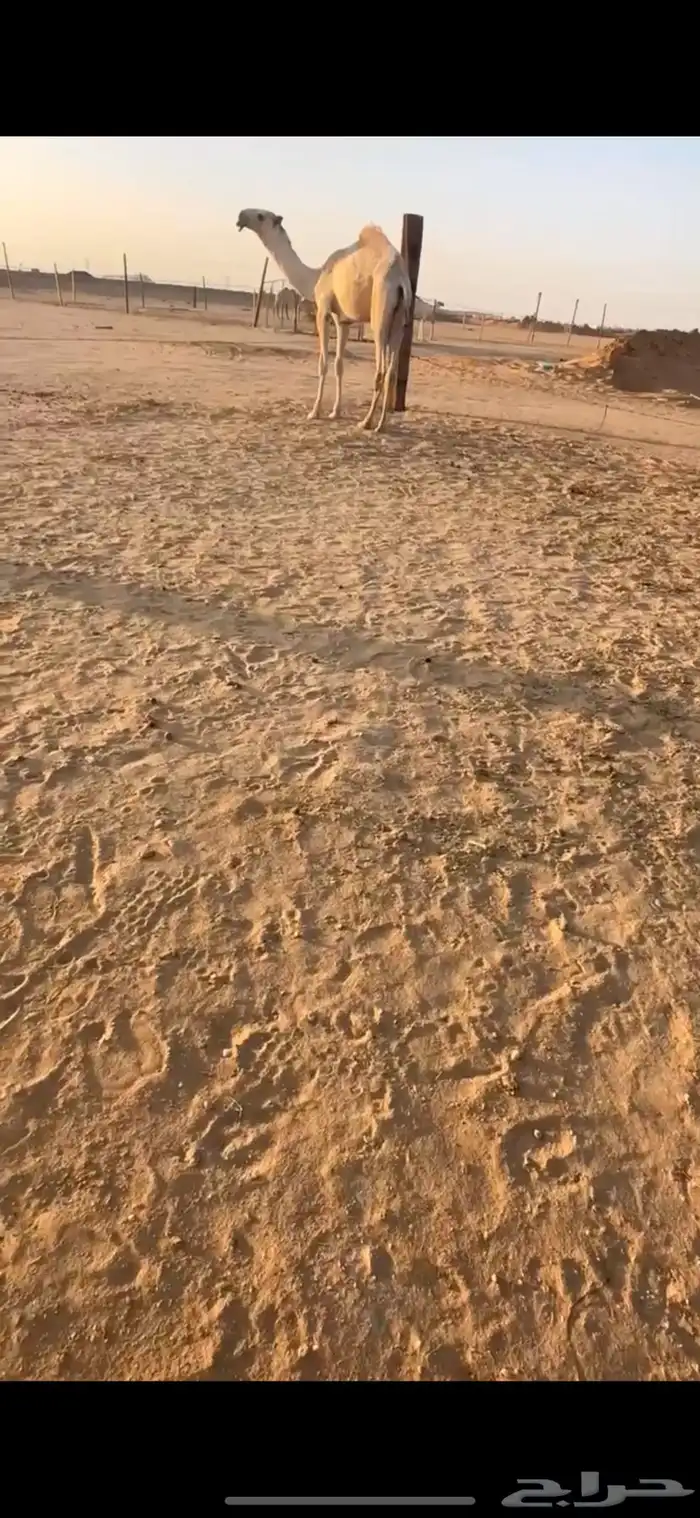 قعود شكل واصل 0