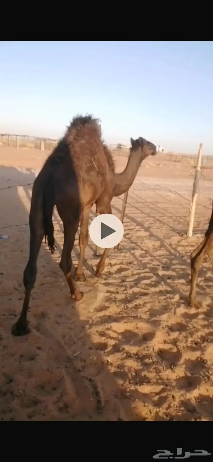 قعدان قصب كفو 1