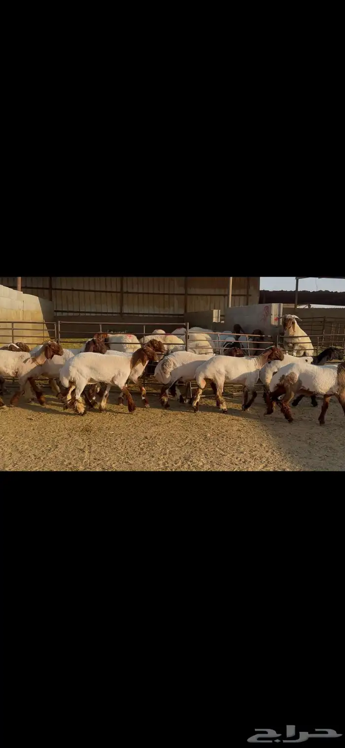 للبيع جذعات فاخره العدد 10 7