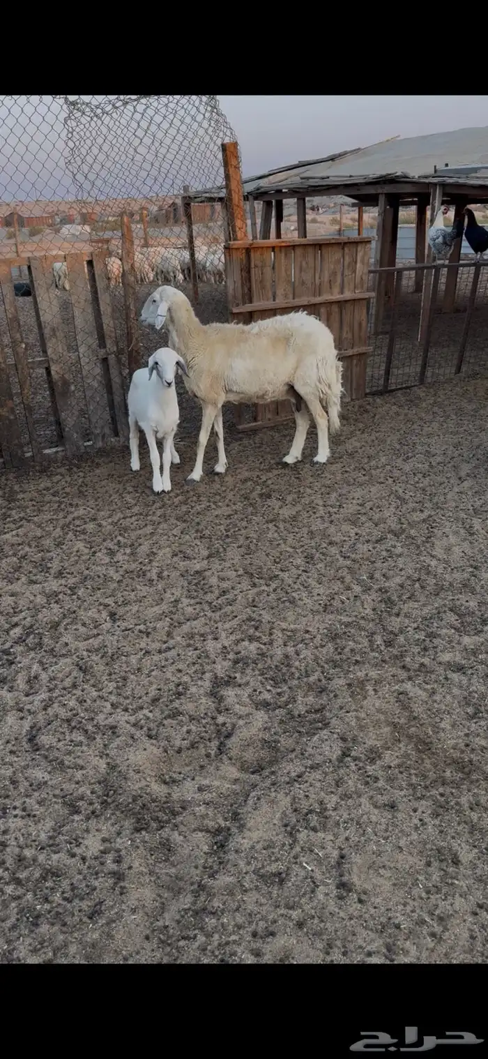 صافة دافع وهرفي ثلاث شهور 0