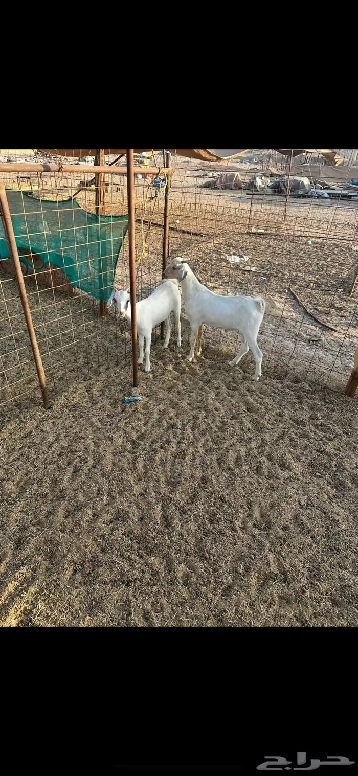 ذبيحه تيس وجفره تم البيع 3