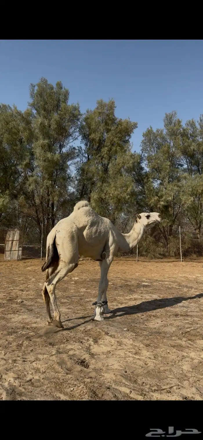 للبيع فحل قعود على بعير الزايدي ابن الشيخ 3