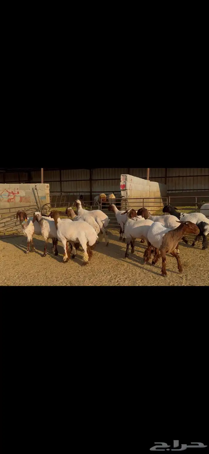 للبيع جذعات فاخره العدد 10 6