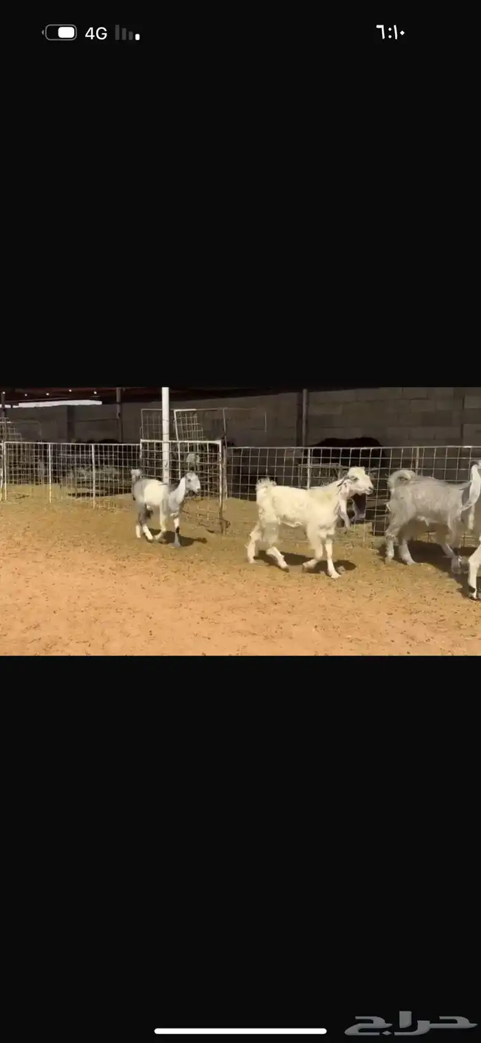 عرض جفرات بالفحل 1