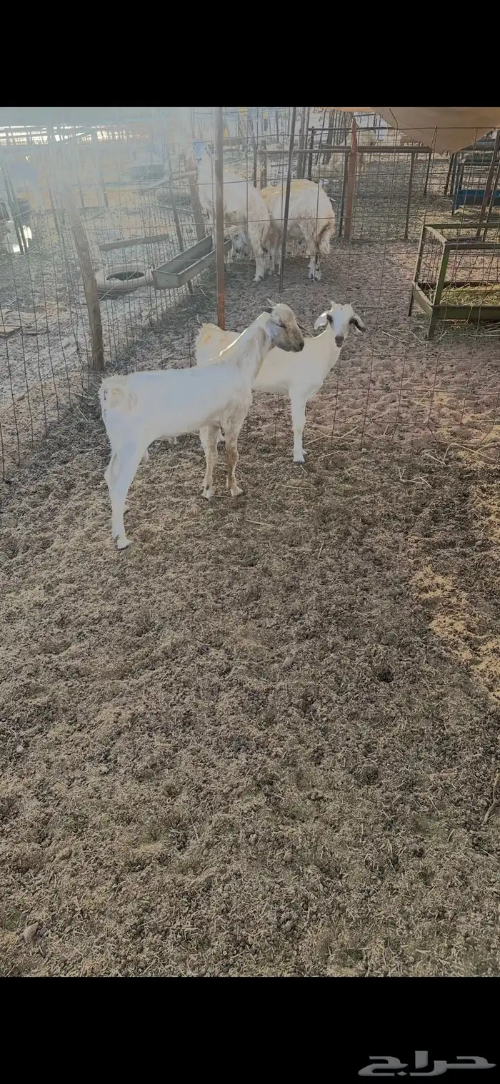 ذبيحه تيس وجفره تم البيع 2