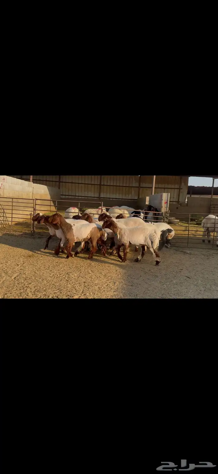 للبيع جذعات فاخره العدد 10 2