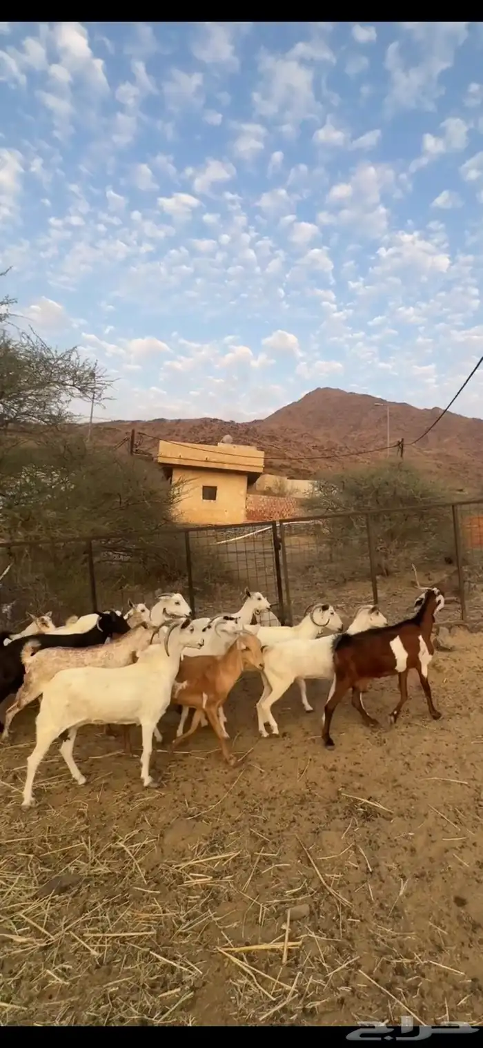 معزا مراح دفيع شرط ع550 2