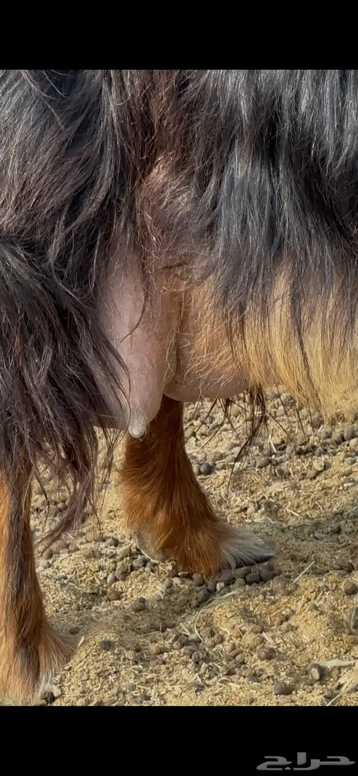 عنز عارضية حليب وافر شرط 3