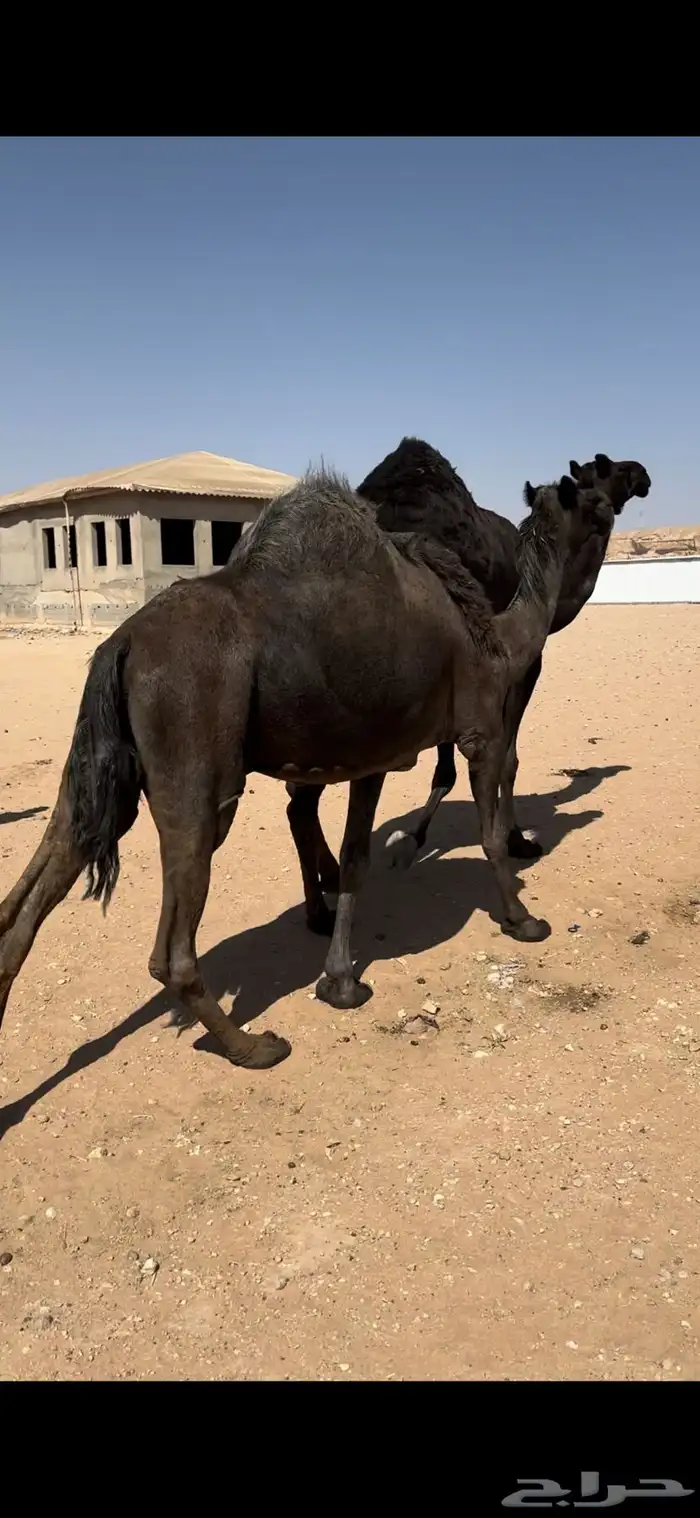 اللقحات مجاهيم 4