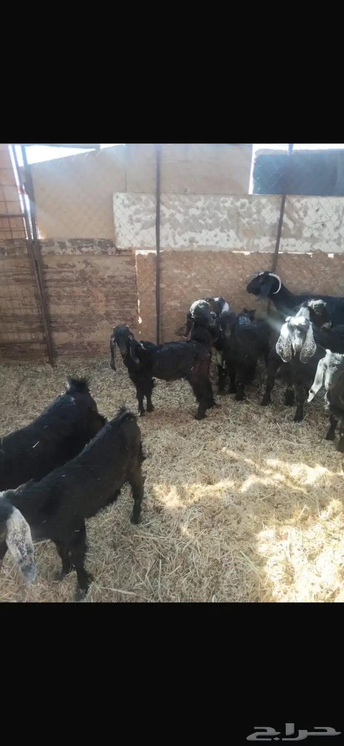 العدد 10 العمر خمس اشهور 1