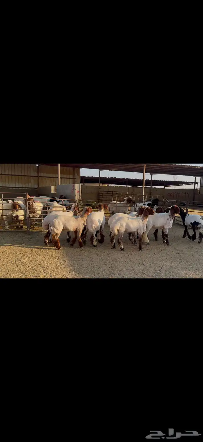 للبيع جذعات فاخره العدد 10 1