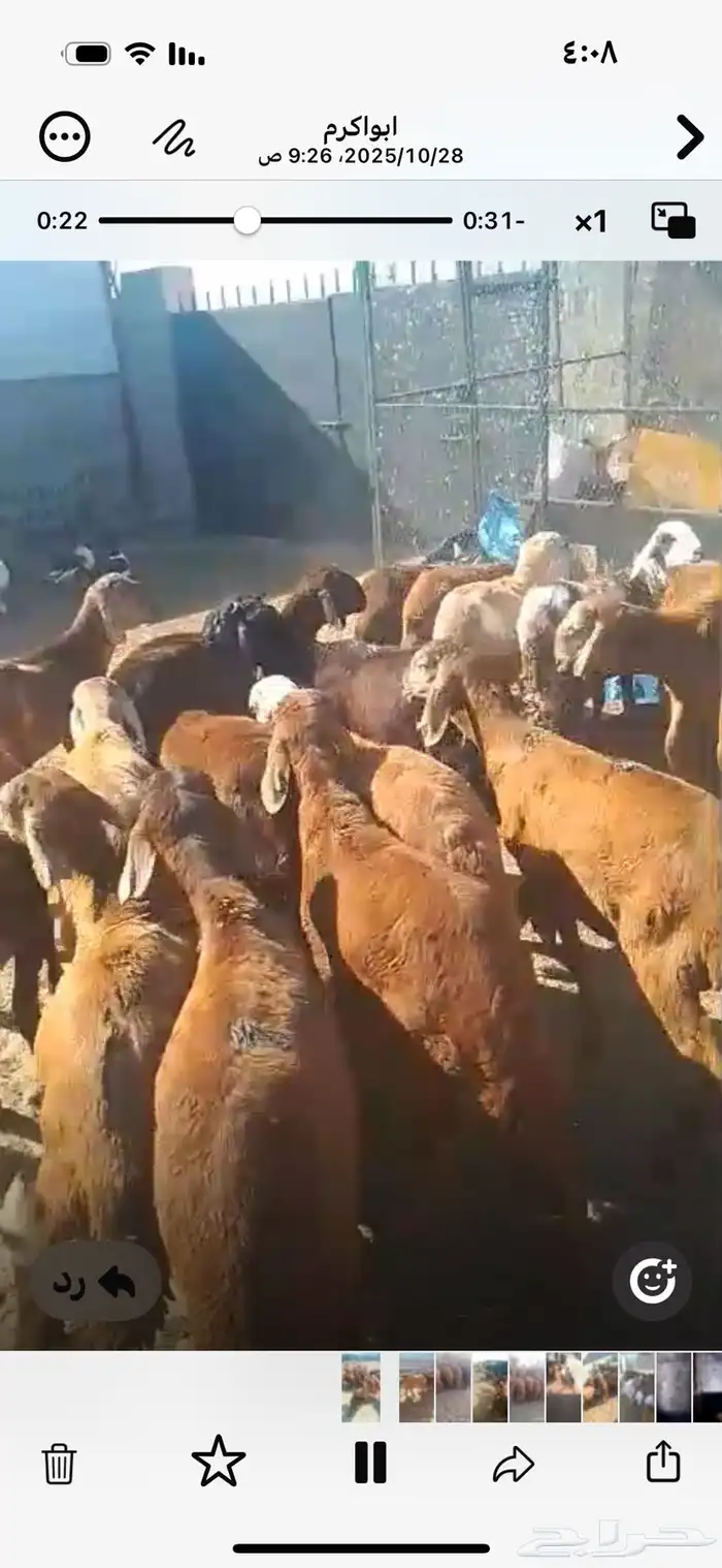 خرفان مندى سواكن حمرى مرابى 0