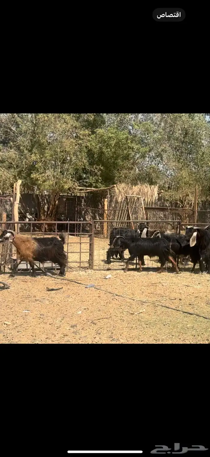 معزا ولد ودفيع 1