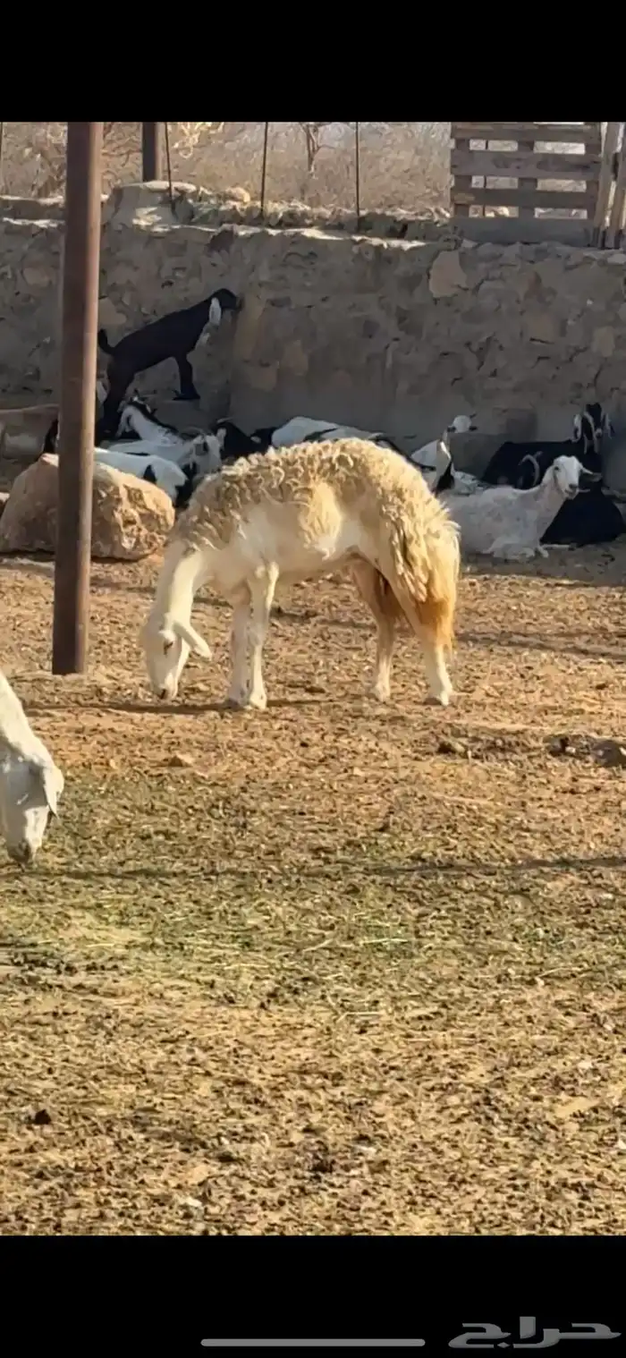 رخله ثنيه صنف   تم البيع 1