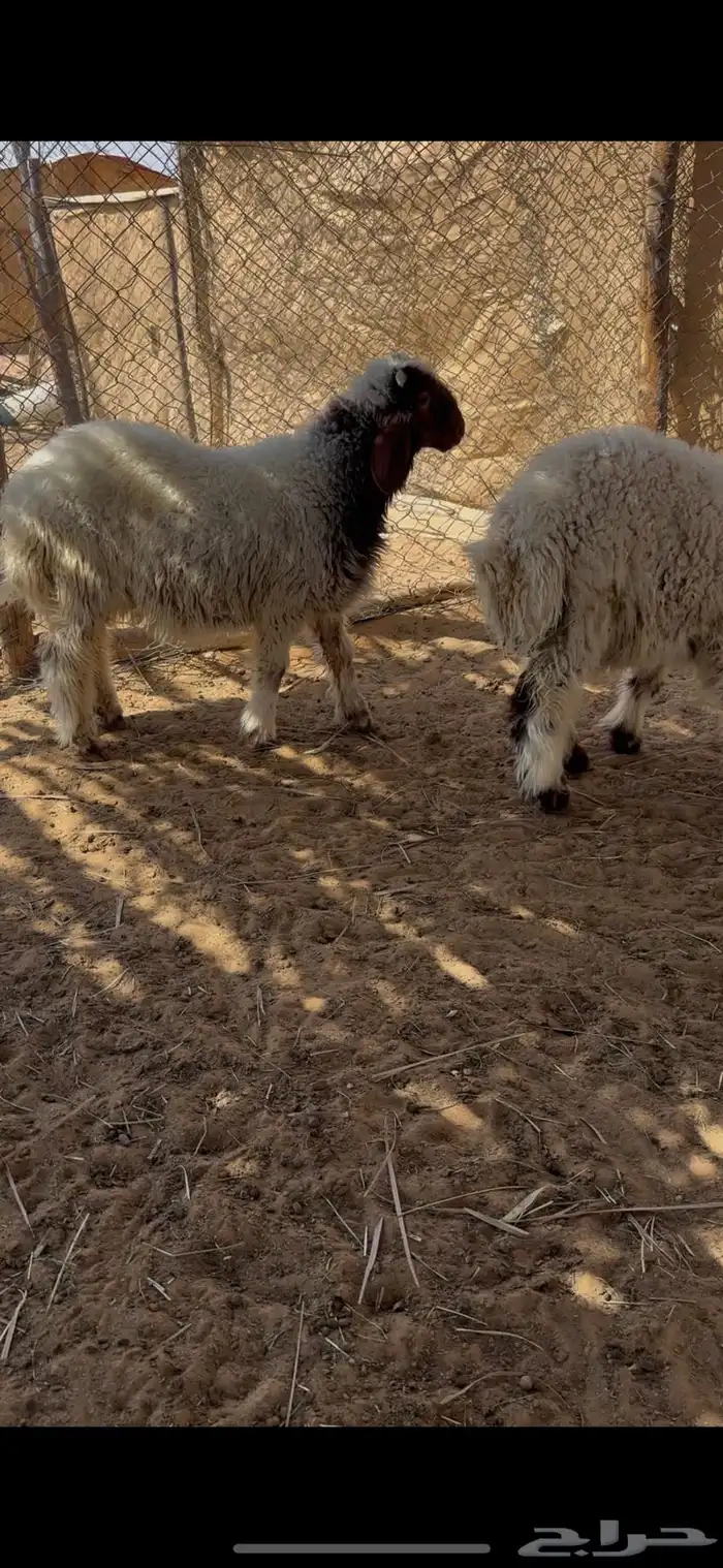 خرفان نعيم هرافا 1