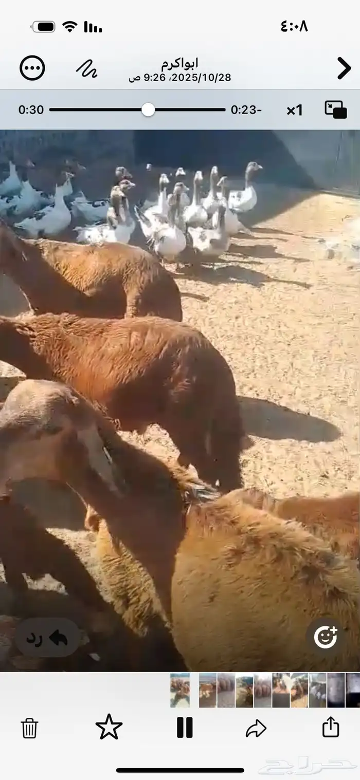 خرفان مندى سواكن حمرى مرابى 2