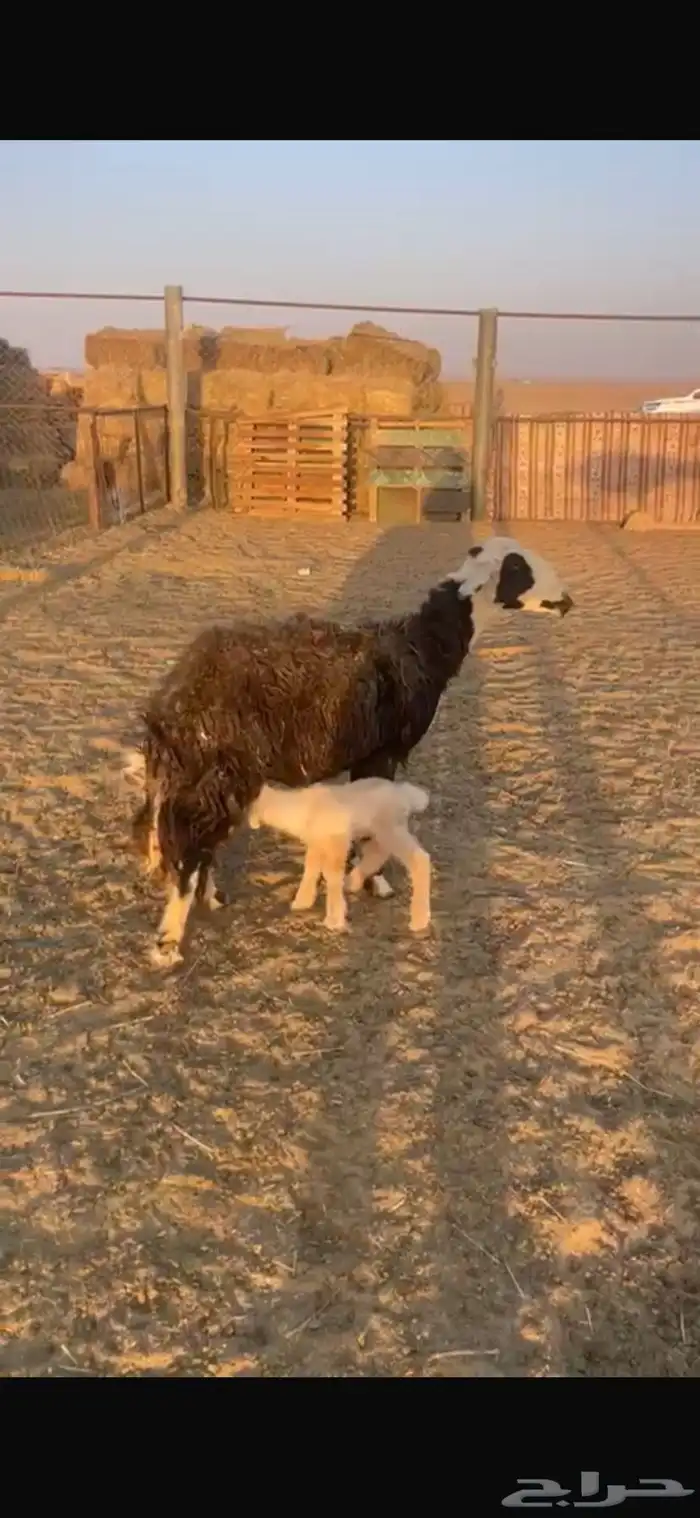 نجديه والد 2