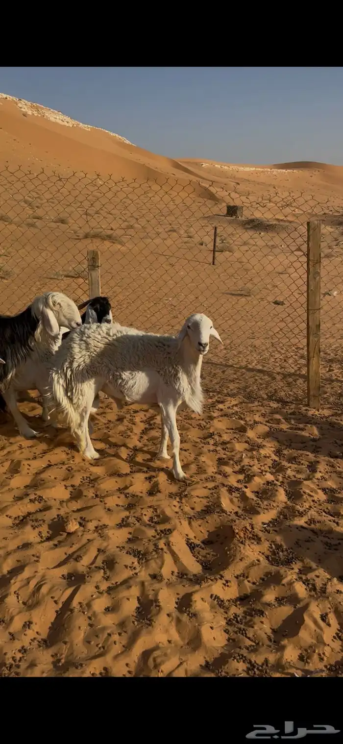 خروف حري من حرش الطايف السن ثني غير مشروط جرم وظهر وطرف 3