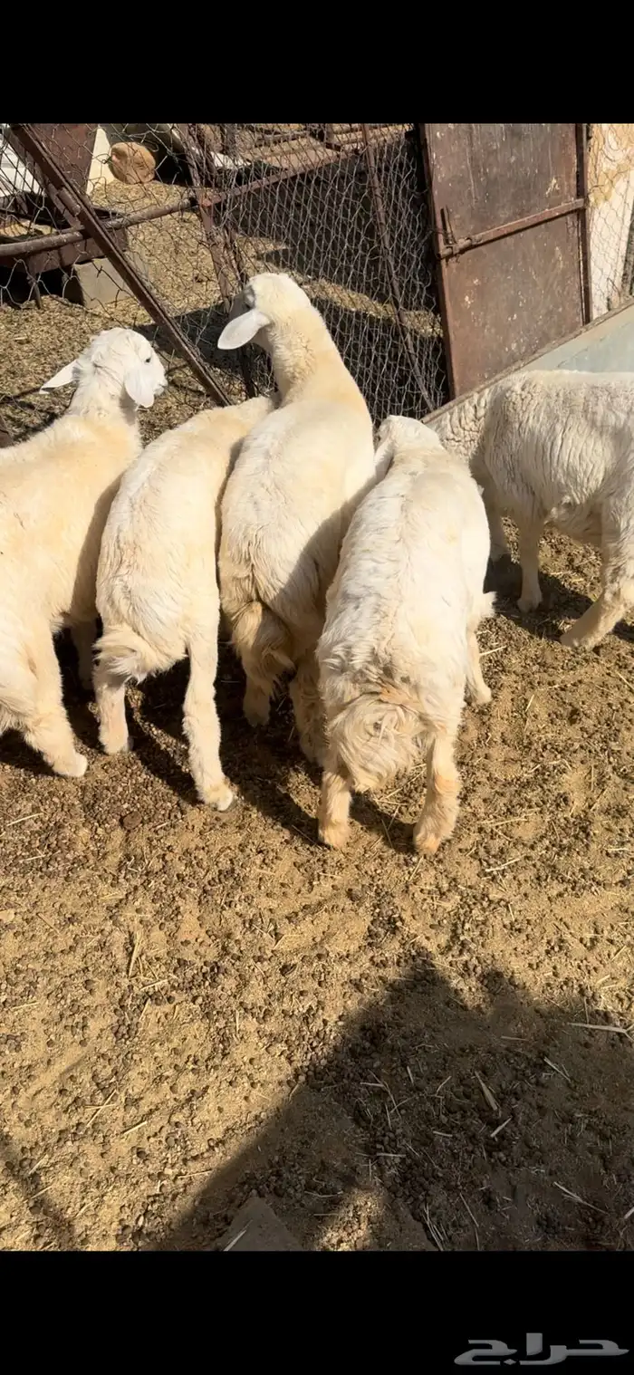 5خرفان حري طيبات ونظيفه بريه 2