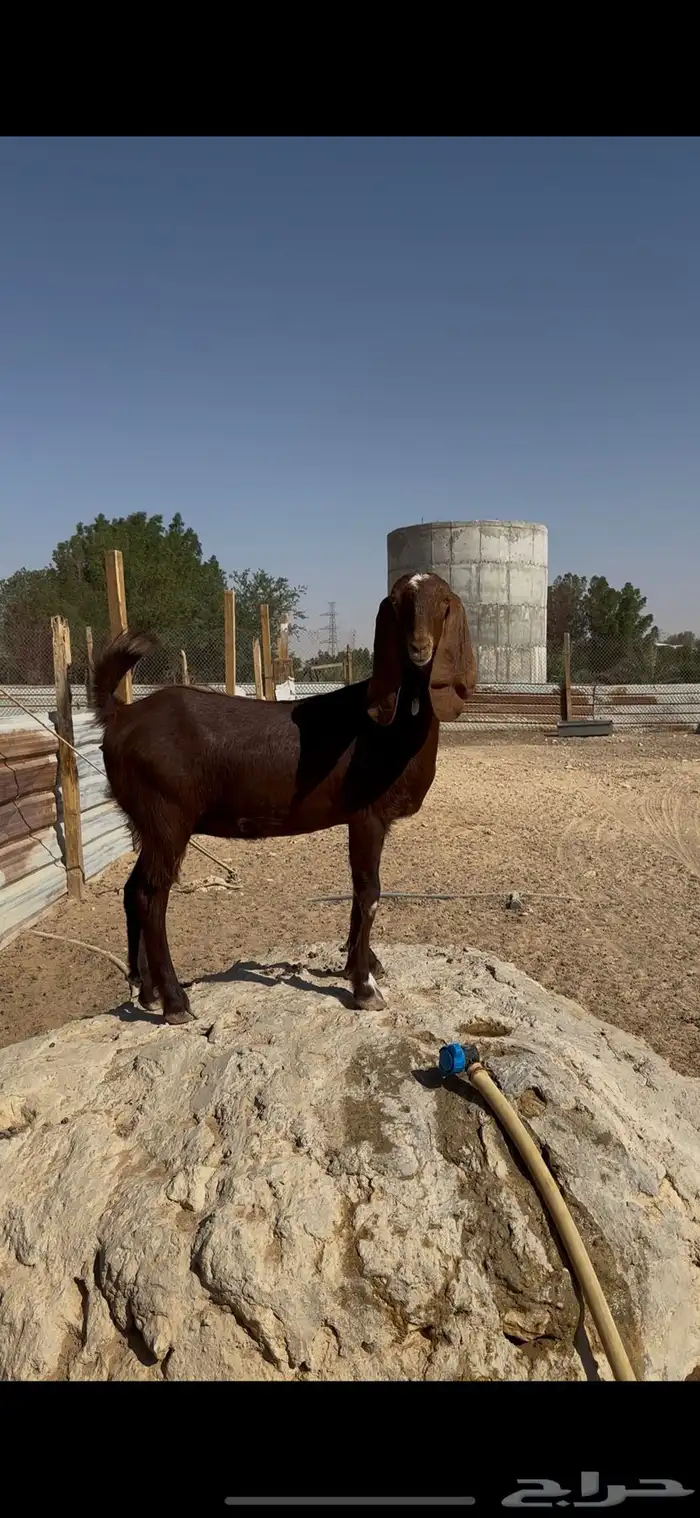 جذعة مقنوي طيبه معزا الخرج 4