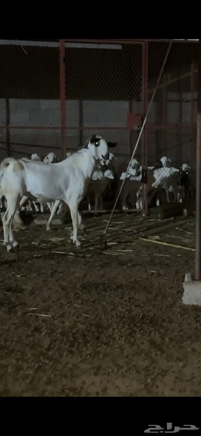 فحل بيشي للبيع 1