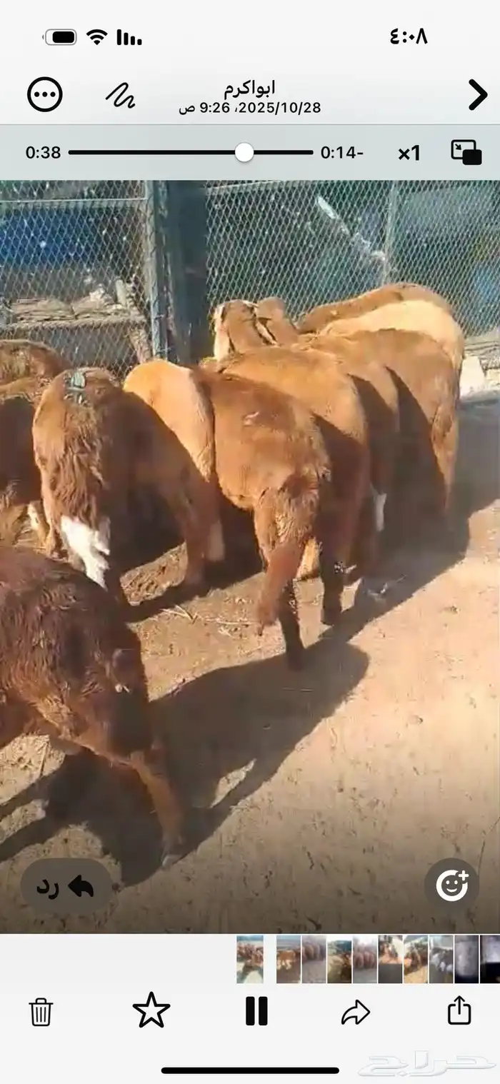 خرفان مندى سواكن حمرى مرابى 1