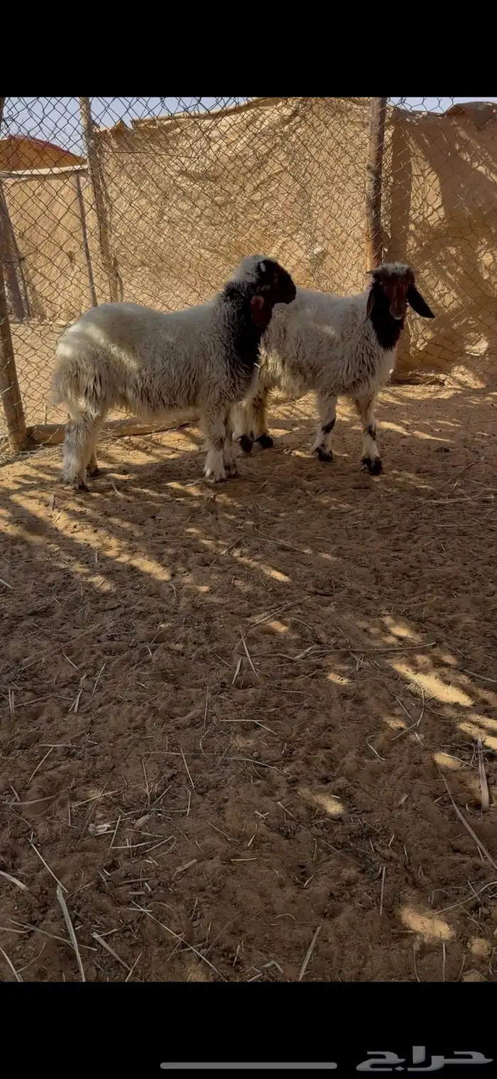 خرفان نعيم هرافا 4