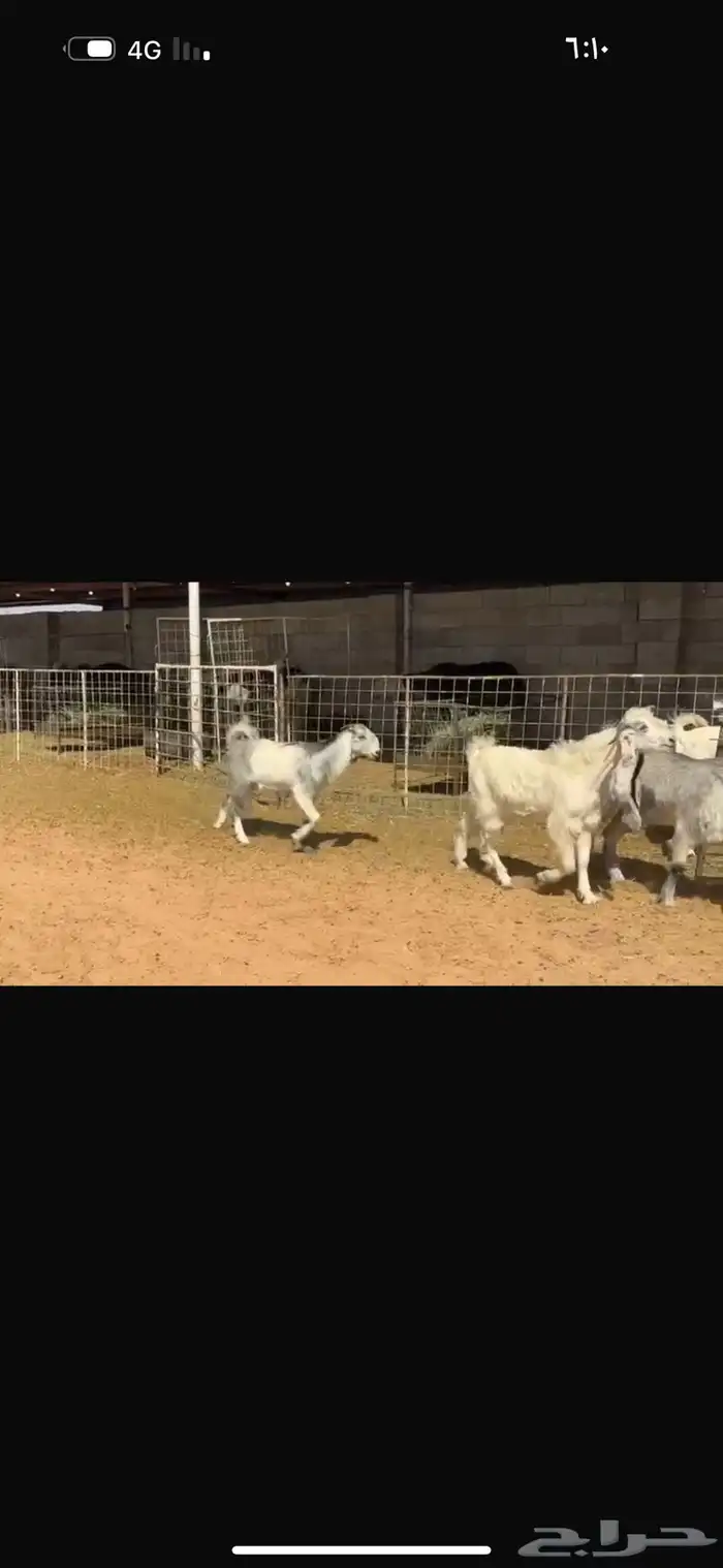 عرض جفرات بالفحل 0