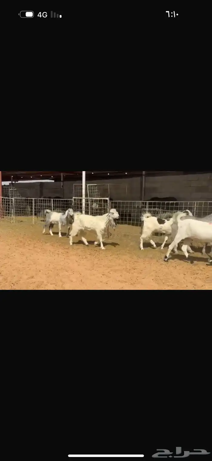 عرض جفرات بالفحل 2