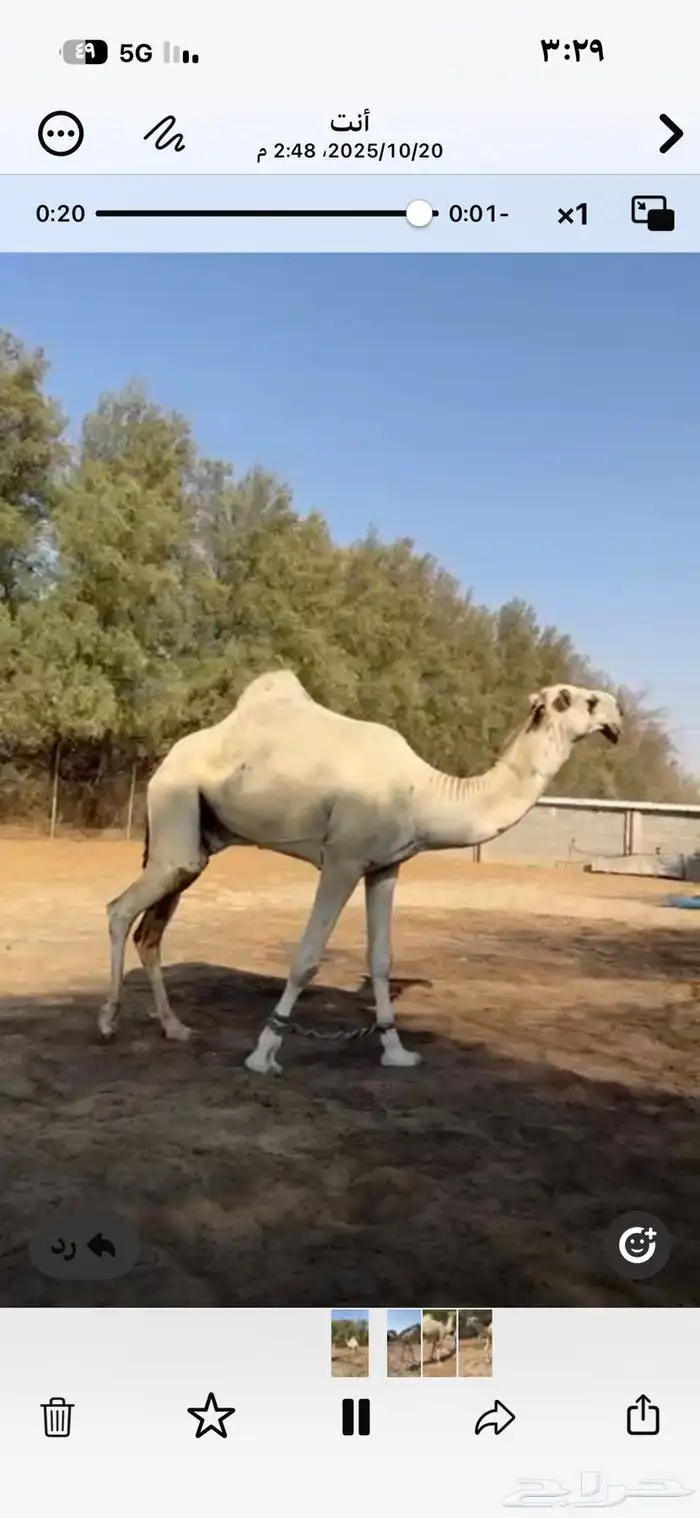 للبيع فحل قعود على بعير الزايدي ابن الشيخ 4