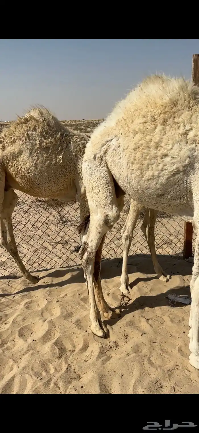 قعدان العدد 3 0