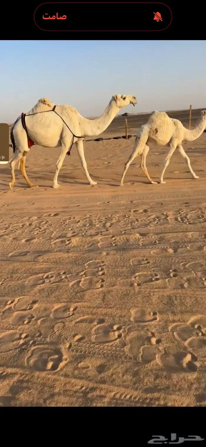 عشراء رمانية كفو 0