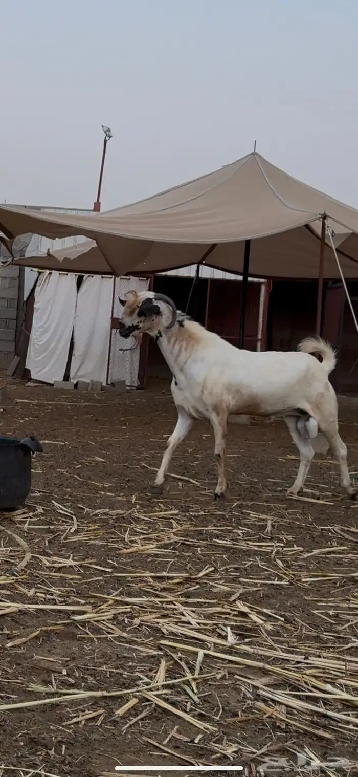 فحل بيشي للبيع 2