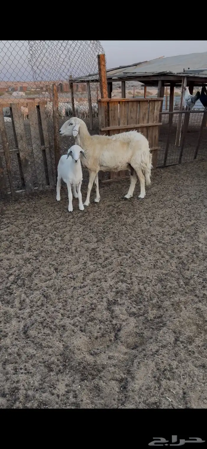 صافة دافع وهرفي ثلاث شهور 3