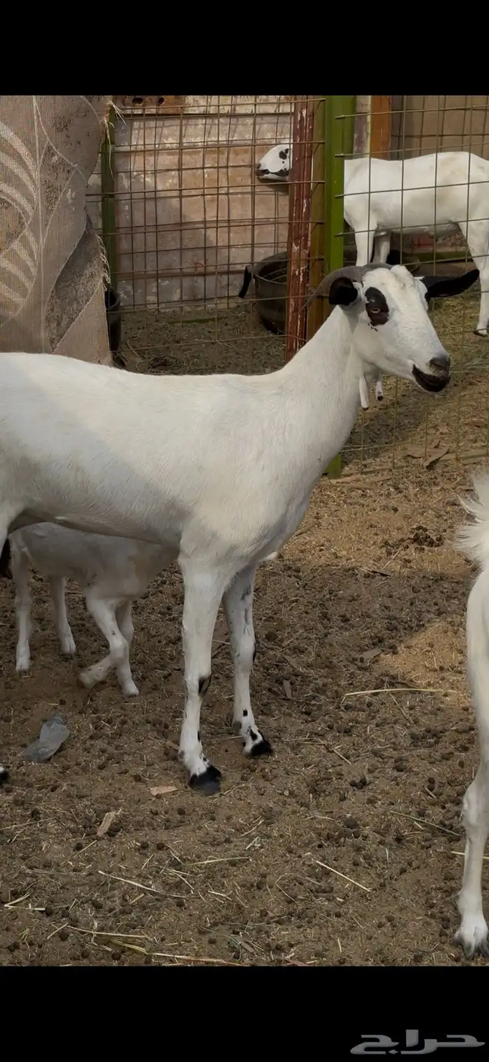 عنز بيشيه رباع كحلا فاخره صنف 0