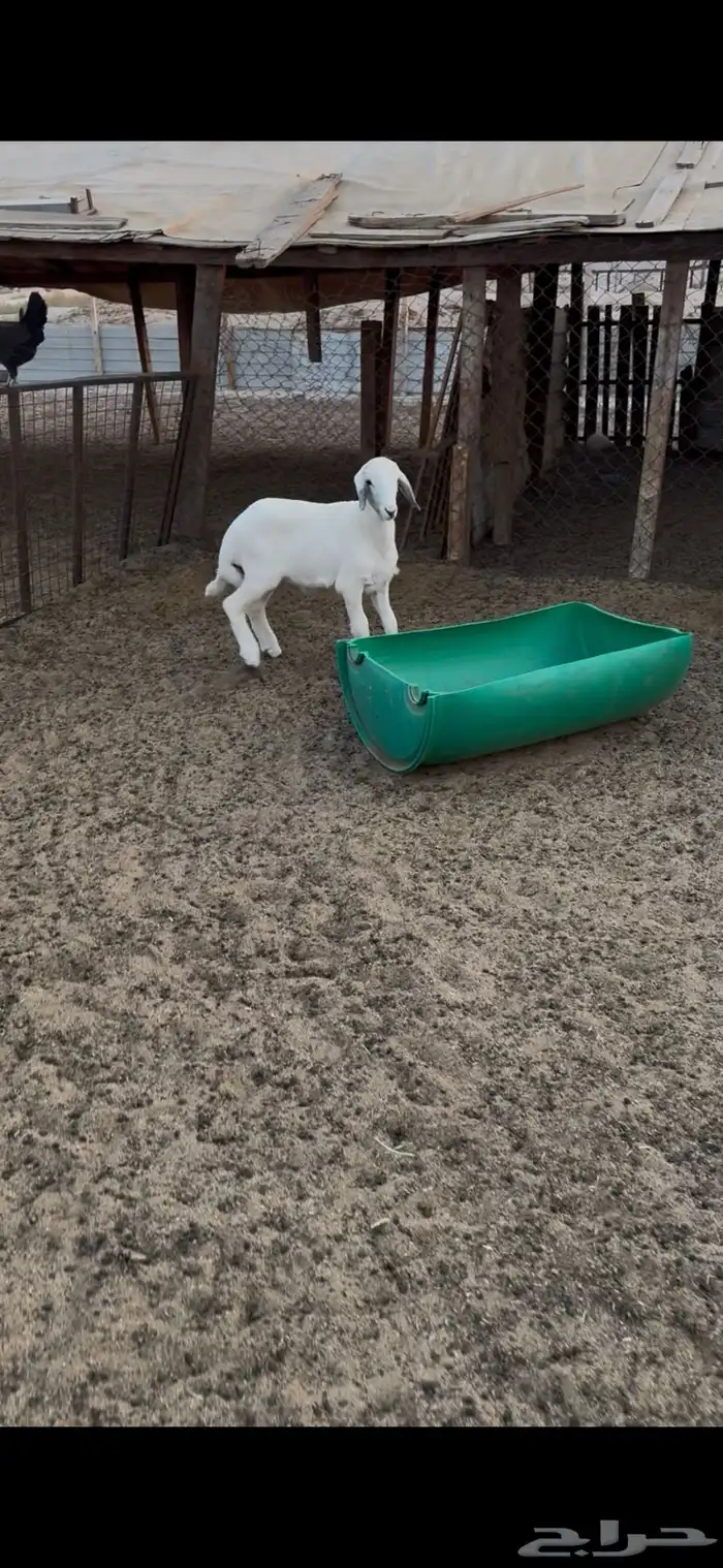 صافة دافع وهرفي ثلاث شهور 2