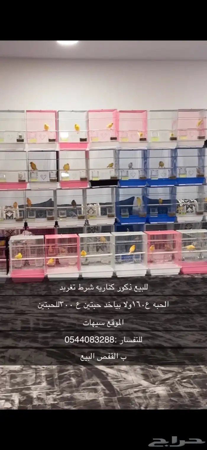 كناريه سوري تغريد 0