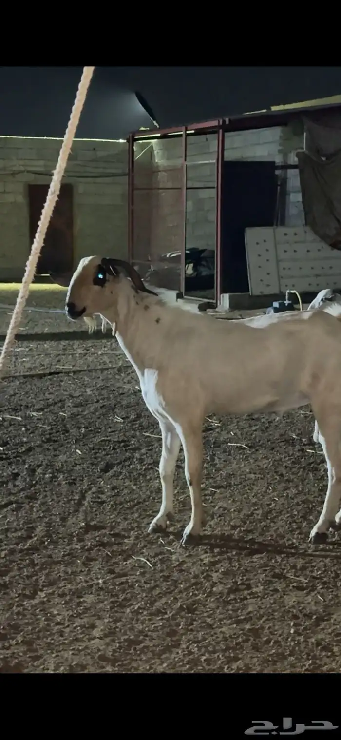 فحل بيشي للبيع 0