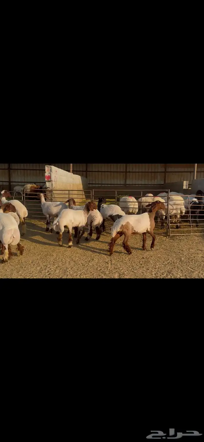 للبيع جذعات فاخره العدد 10 5