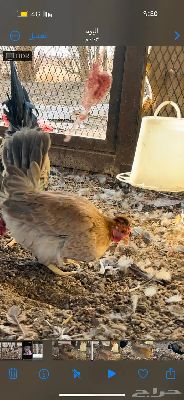 دججاج عربي تراثي افرق ديك ودجاجتين الموقع الفياض 2