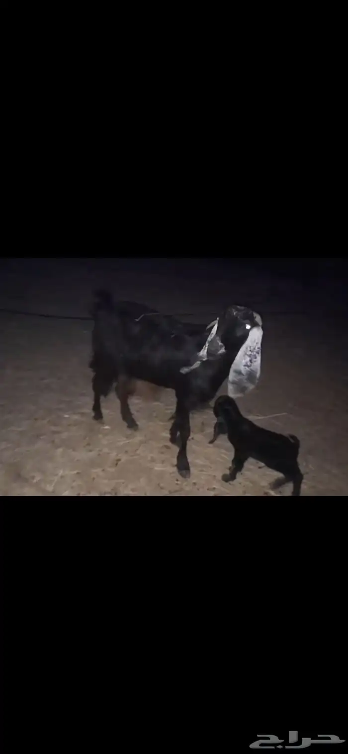 معزا ولد ودفيع 0