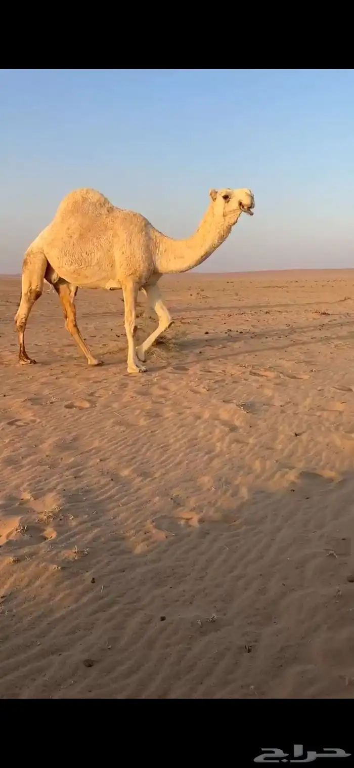 لقحه معها بنتها 0