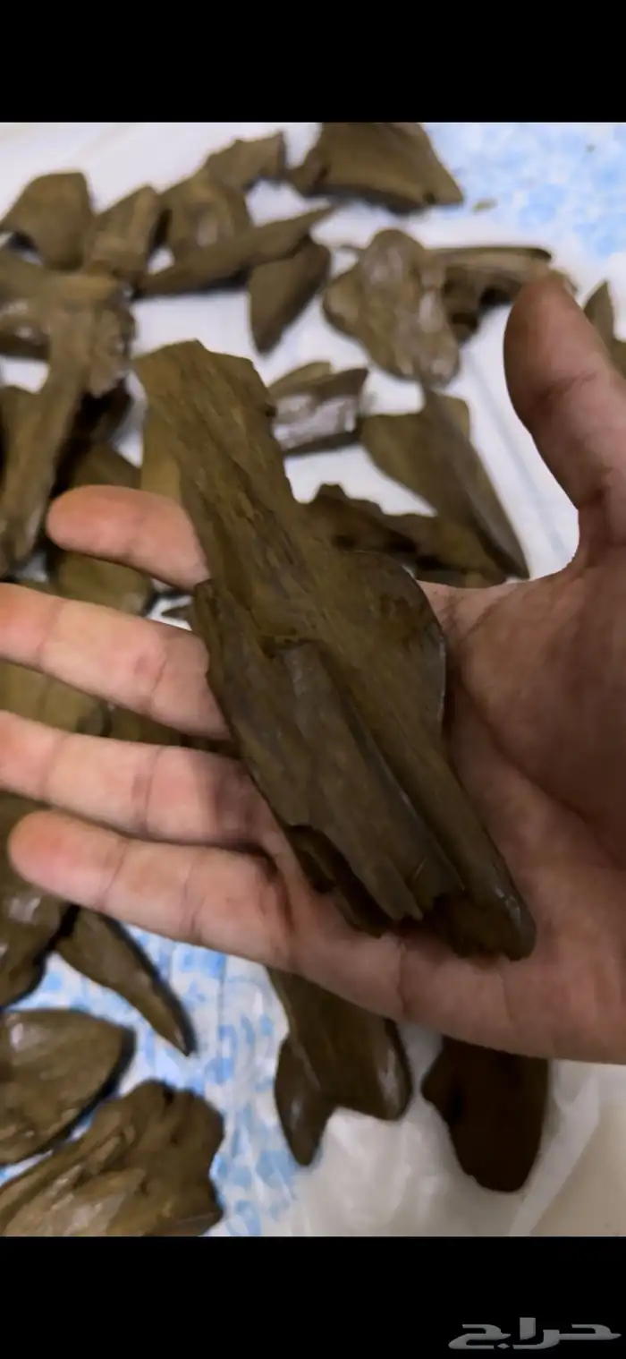 عود مروكي دبل سوبر عالي آصقون صفايح 3