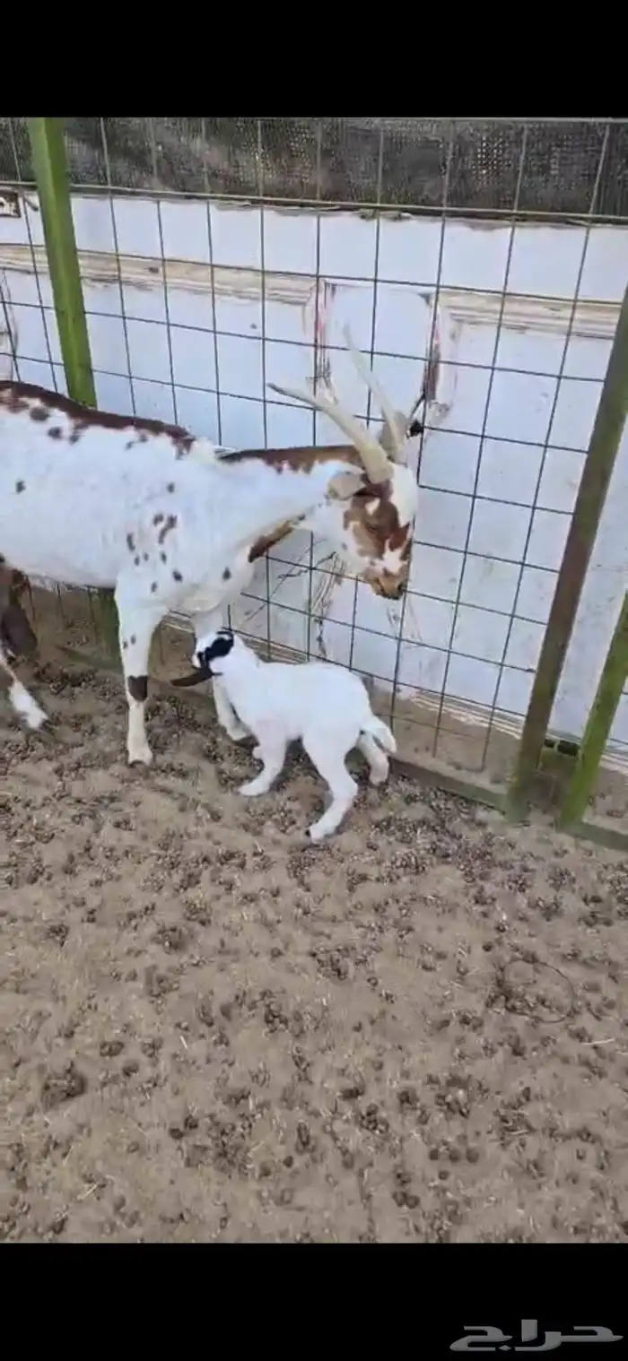 عنز محايليه مرخاء والد معه جفره 3