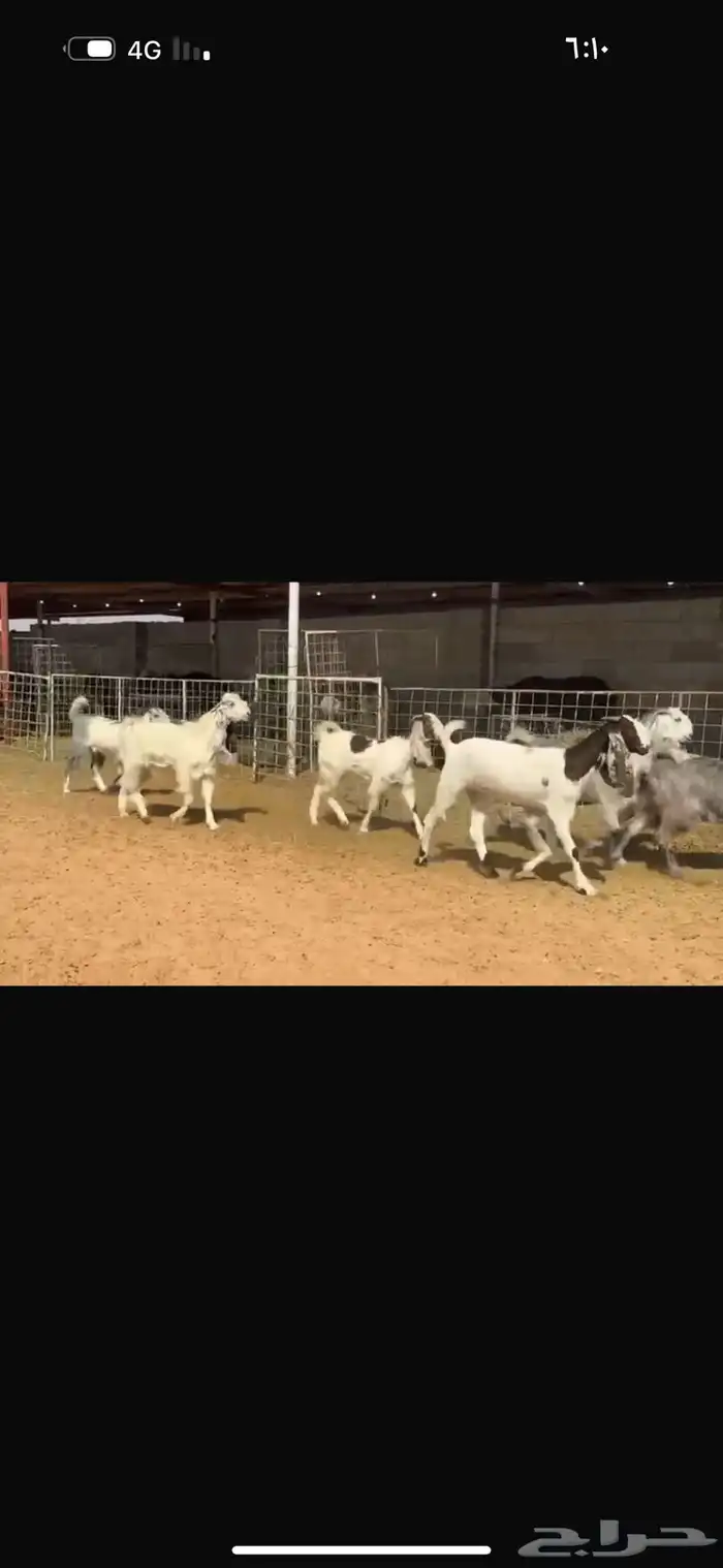 عرض جفرات بالفحل 3